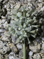 Oreonana clementis