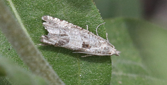 Eucosma parapulveratana