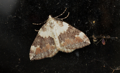 Dysstroma brunneata