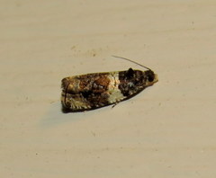 Olethreutes fasciatana
