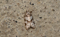 Argyrotaenia provana
