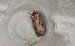 Agrotis vancouverensis