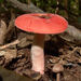 紅菇屬 - Photo 由 Gordon C. Snelling 所上傳的 (c) Gordon C. Snelling，保留部份權利CC BY