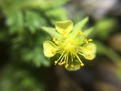 Ivesia saxosa