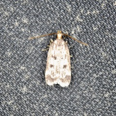 Martyringa latipennis