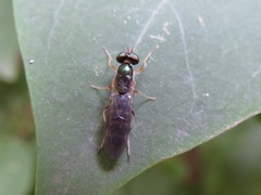 Merosargus caeruleifrons