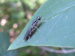 Merosargus caeruleifrons