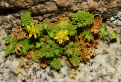 Ivesia saxosa