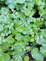 Hydrocotyle mexicana