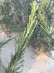 Passerina rigida