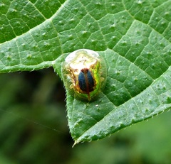 Charidotella bifoveata