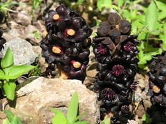 Bdallophytum americanum