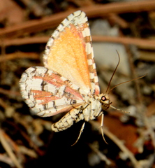 Stamnodes tessellata