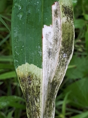 Parallelomma