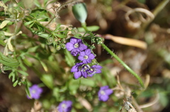 Legousia