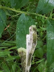 Parallelomma