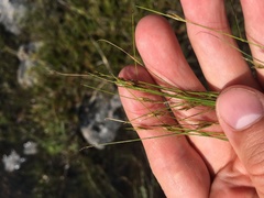 Rhynchospora capillacea