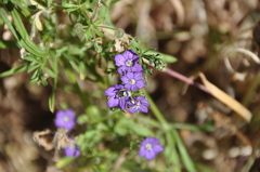 Legousia