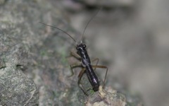 Pithanus maerkelii