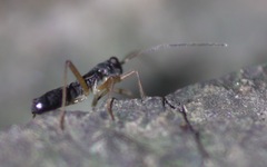 Pithanus maerkelii