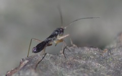 Pithanus maerkelii