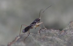 Pithanus maerkelii
