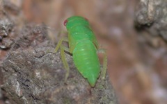Iassus lanio