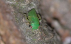 Iassus lanio