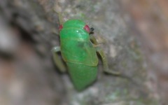Iassus lanio