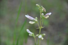 Penstemon gracilis