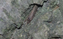 Hydropsychoidea