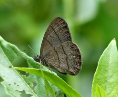 Hermeuptychia gisella