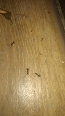 Formicinae