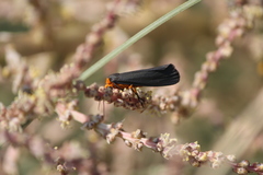 Gnamptonychia ventralis