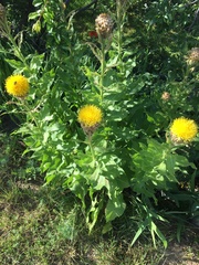 Centaurea macrocephala