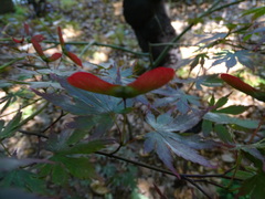 Acer palmatum