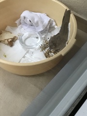 Streptopelia senegalensis