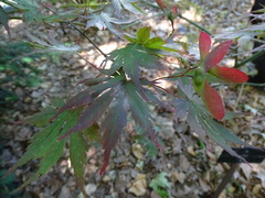 Acer palmatum