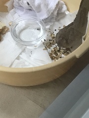 Streptopelia senegalensis