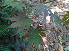 Acer palmatum
