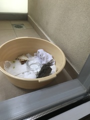 Streptopelia senegalensis