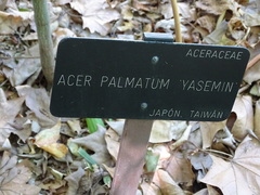 Acer palmatum