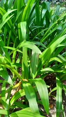 Hymenocallis speciosa