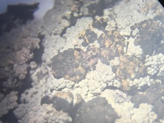 Trapeliopsis granulosa