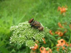 Graphosoma rubrolineatum
