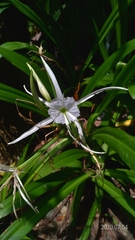 Hymenocallis speciosa