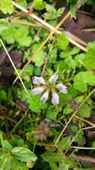 Astragalus nokoensis