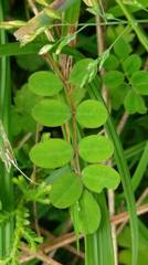 Astragalus nokoensis