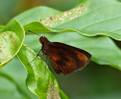 Miltomiges cinnamomea
