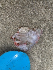 Chrysaora colorata